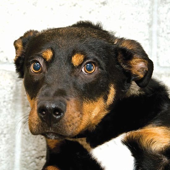 Michael Herrick/Courtesy photo<p>
This is Buster, a 5-month-old neutered male Rottweiler mix. Buster is good with children and has not been around cats. If you would like to meet Buster or any of our other great pets, please come by the shelter or one of our adoption locations. You can call 445-2666 for more information.