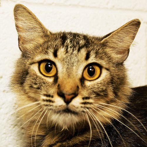 Michael Herrick/Courtesy photo<p>
This is Sadie, a 1-year-old spayed female feline. If you would like to meet Sadie or any of our other great pets, please come by the shelter or one of our adoption locations. You can call 445-2666 for more information.