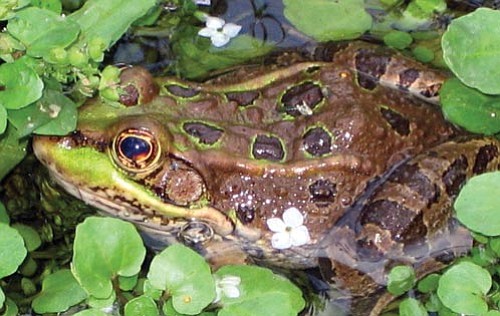 Courtesy photo
The Chiricahua leopard frog is getting help from private citizens who are keeping them in protected ponds.
