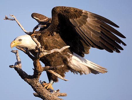 Bald eagles thriving this year in Arizona | The Daily Courier ...