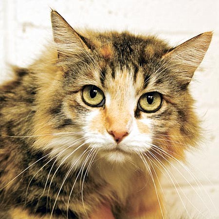 Michael Herrick/Courtesy photo<p>
This is Maggie, a one-and-a-half-year-old domestic long-haired spayed female. Maggie is one of many felines available for adoption at our PetSmart location. If you would like to meet Maggie or any of our other great pets, please come by the shelter or one of our adoption locations. You can call 445-2666 for more information.