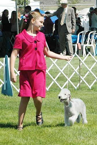 Heidi Dahms Foster/<br>Courtesy<br>
A junior handler presents her Bedlington Terrier to the judge at last year's Prescott Arizona Kennel Club Championship Dog Show in Chino Valley. This year's show is today and Sunday, and will feature more than 1,100 dogs.