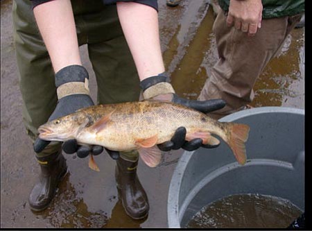 Courtesy U.S. Fish & Wildlife Service<p>
A slang term for the roundtail chub is the Verde trout.