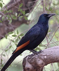 South America's starling resembles America's grackle.