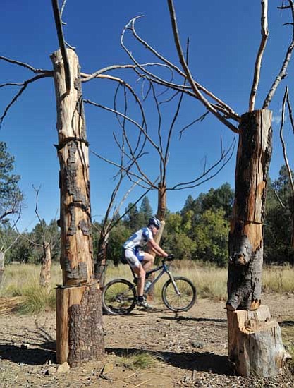Les Stukenberg/<br>The Daily Courier<br>Jason Loman rides through the Alder Grove Sculpture designed and built by Prescott College students at the HIghlands Center on trail 305.