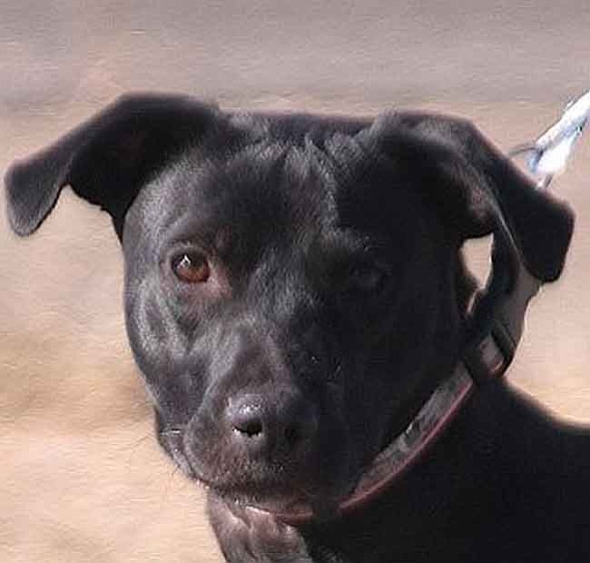 Dawn Gonzales/Courtesy photo<p>
This is Olive, a 9-month-old spayed female pit bull terrier mix. Olive is leash- and house-trained, loves kids and likes to jump. If you would like to meet Olive, please come by the shelter or one of our adoption locations. You can call 445-2666 for more information.