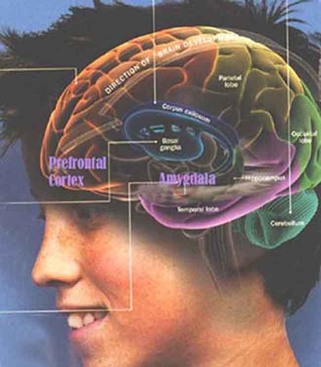 Мозг подростка. Мозги подростка. Зрелость мозга. Мозг созревание подростка.