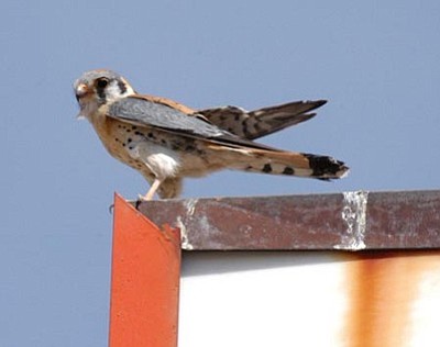 Kestral