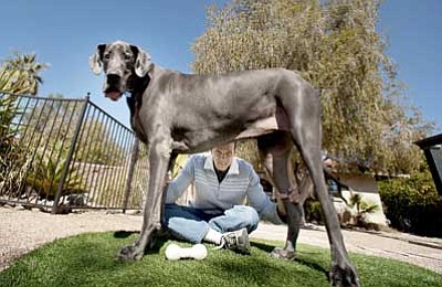 Jacob Chinn/Guinness World Records, AP<br><br/>This photo released by Guinness World Records shows Giant George, a Great Dane from Tucson. Giant George stands 3 feet, 7 inches tall from paw to shoulder, which is three-quarters of an inch taller than his closest rival, Titan, a white Great Dane from San Diego. Sitting under Giant George is owner David Nasser.<br/>