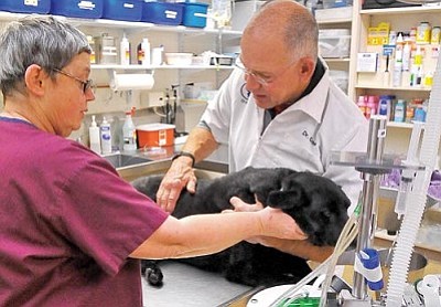 Matt Hinshaw/The Daily Courier<br/>Dr. Steven Dow and certified veterinary tech Tina Knickerbocker prep Domino for an injection Thursday morning at the Prescott Animal Hospital. Recently the Prescott Animal Hospital was granted permission to use an osteoarthritis gel to help dogs remain arthritis symptom-free for up to three months.