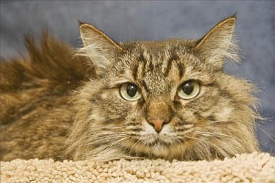 Michael Herrick/Courtesy photo<br /><br /><!-- 1upcrlf2 -->This is Lucky, a four-year-old female domestic medium-hair who’s already spayed and up for adoption at our facility at PetSmart. For photos of all our available animals, visit www.yavapaihumane.org or call 445-2666 for more information.