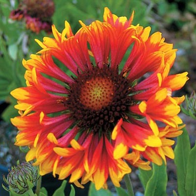 Courtesy photo <br>
The commotion frenzy gaillardia is Ken Lain’s favorite perennial.