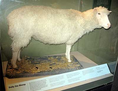 After 276 failed attempts scientists successfully cloned Dolly the sheep in 1997. In February 2003 Dolly was euthanised because she had a progressive lung disease and severe arthritis. She is now on display in the Connect Gallery, National Museum of Scotland.
