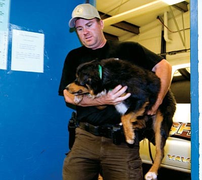 Les Stukenberg/The Daily Courier<br>
Yavapai County Animal Control Officer Scott Potts carries one of the 30 dogs that the county impounded from Ann Seymour’s property in Seligman to the Yavapai Humane Society on Tuesday.