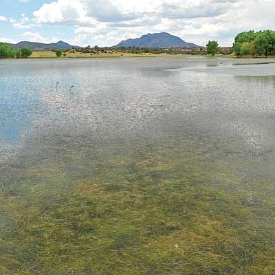 Matt Hinshaw/The Daily Courier<br>
Algae fills the water around the Willow Lake boat dock Friday afternoon in Prescott.