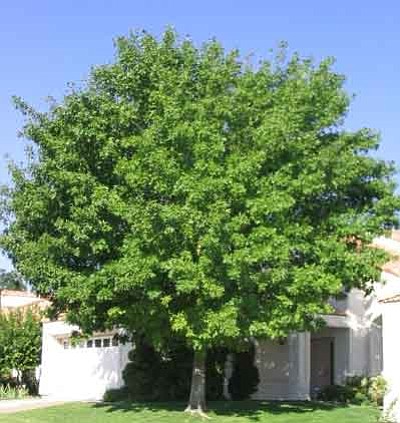 Trees For The Best Shade Daily Courier Prescott Az Trees For The Best Shade Courtesy Photo