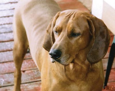 Messina Family/Courtesy<br>Doc, a 6-year-old Redbone Coonhound who used to work as a search dog in the Midwest, was shot July 8 by a Yavapai County Sheriff’s Deputy after he bit the deputy during a call.