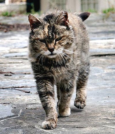 Courtesy photo<br>Feral cats are descended from domestic cats but are born and live without human contact. Trap/Neuter/Return is the only effective – and humane – method of controlling the feral cat population.
