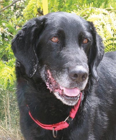 Courtesy photo<br>
This is Bob, a 12-year-old black lab who is available for adoption at the YHS shelter. As part of the YHS Senior for Seniors program, any senior citizen who adopts Bob will have their adoption fee waived completely. For more information call 445-2666 or visit www.yavapaihumane.org.