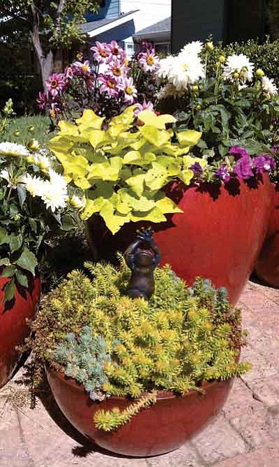 Courtesy photo<br>Colorful plants  help brighten up the winter months.
