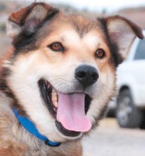 Dawn Gonzales/Courtesy photo<br>
Some dogs – like Jasper, a Siberian Husky mix – are better prepared to cope with Prescott winters. Jasper is available for adoption from YHS today! Call 445-2666 for more information.