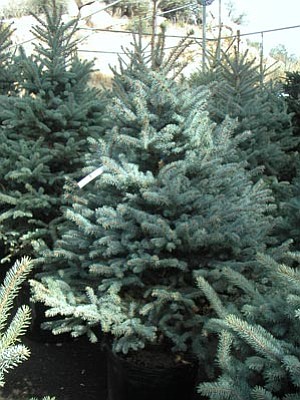 Courtesy photo<br>
The blue spruce makes for a beautiful living Christmas tree.
 
