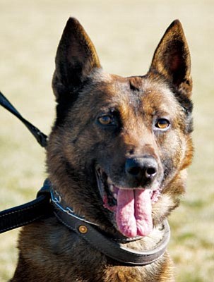 Courtesy the Prescott Valley Police Department<br>Prescott Valley Police Department K9 Joey will officially retire on Jan. 27 when he is adopted by his handler, Officer Paul Hines.