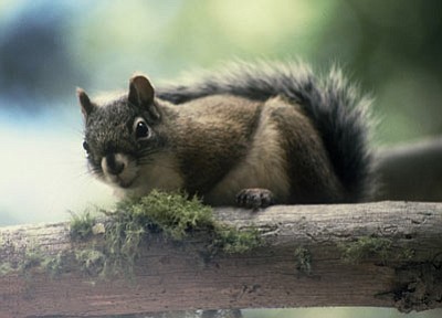 Bob Miles, AG&FD/Courtesy photo<br>Biologists believe the Mount Graham red squirrel population, which recently was found to have dropped, could rebound under the right conditions.