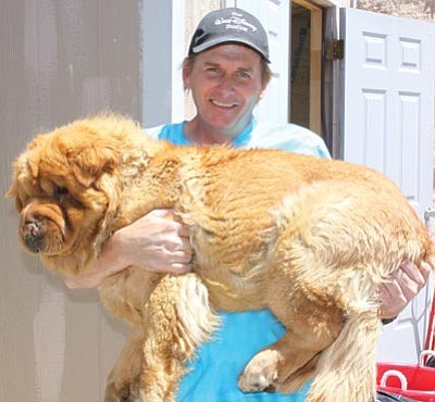 Courtesy photo<br>
Yavapai Humane Society’s Carl Swanson carries Sally, suffering with severely broken leg, to the clinic. Sally, a lovable teddy bear, will be available for adoption following recovery. If interested in adopting Sally or helping the YHS STAR program, please call 445-2666, ext. 20.