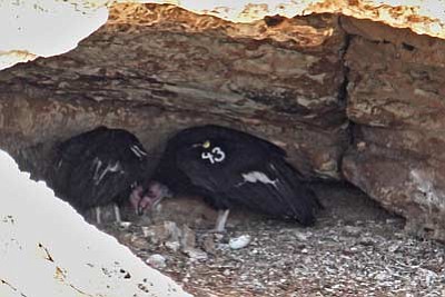 The Peregrine Fund/Courtesy photo<br>Two adult condors mill about in Arizona’s new condor nest that just produced the state’s 
13th wild chick. Officials haven’t been able to get a photo of the chick yet.
