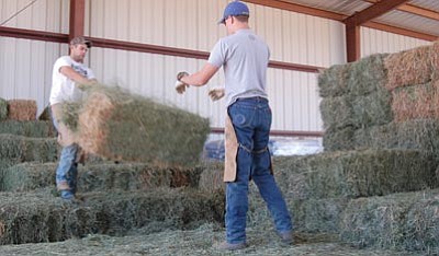 Jason Soifer/The Daily Courier<br>
Matt Damenna, left, and Trent Thein load a trailer with hay bales from Jimmy Savoini’s barn at Yavapai Downs.