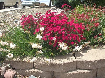 Courtesy photo<br>“Yavapai-friendly plants” require little water and include a wide variety of foliage.