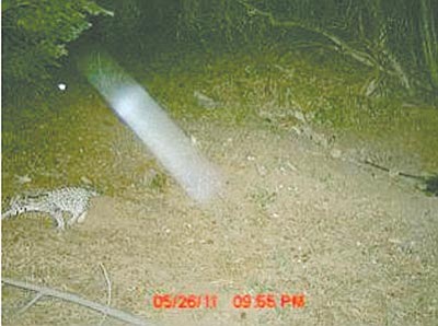 Courtesy photo<br>
A rare ocelot triggered a hunters’ trail camera May 26 in the Huachuca Mountains of southern Arizona.
