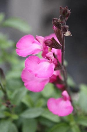 Courtesy photo<br>
Sparkle sage prefers being planted in the heat of summer.