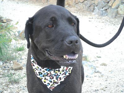 Courtesy photo<br>
Sammi is a 7-year-old lab/chow. She is a clean, gentle, housebroken girl who loves to watch over puppies (although she doesn’t care much for cats). She would love to spend her days taking long walks, and then curling up at your feet for a nice nap. She should have a home with a fenced yard and a lot of love. Sammi qualifies for the Seniors for Seniors Program, so her adoption fee is waived for anyone 59 or older. If you’re looking for a great companion for years to come, visit Sammi at the Yavapai Humane Society!