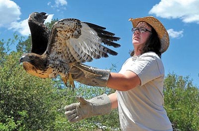 Matt Hinshaw/The Daily Courier<br>
Heritage Park Zoological Sanctuary zookeeper Kamryn Michel releases a red-tailed hawk into the wild near Willow Lake in Prescott Tuesday after a few months of rehabilitation.