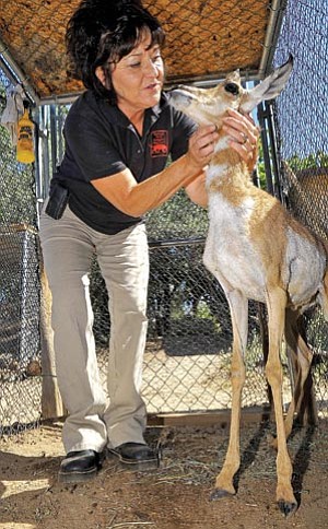 Matt Hinshaw/The Daily Courier<br>
Heritage Park Zoological Sanctuary Director Pam McLaren checks on a 2-month-old pronghorn Tuesday that someone brought in from Chino Valley. Zoo officials couldn't locate its mother, so now it will become a permanent zoo resident.