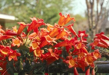 Courtesy photo<br>
Masses of yellow-orange tunnel-shaped flowers cover the exotic tangerine beauty cross vine.