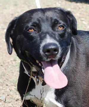 Courtesy photo<br>
Gibson is a 4-year-old Labrador retriever mix with a big heart. He is playful and energetic and would love to have a forever home with an active person or family. He is one of many great dogs at the Yavapai Humane Society who gets overlooked due to “black dog syndrome.” To help, YHS is launching the Back in Black adoption campaign: Adopters get to pick their price for all black dogs and cats! Come visit Gibson to see if he would be the perfect addition to your family.