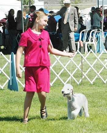 Heidi Dahms Foster/Courtesy photo<br>
A junior handler shows her Bedlington terrier during a past Prescott Arizona Kennel Club show.