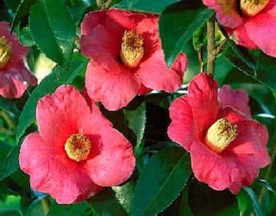 Courtesy photo<br>This Spring Promise Camellia is a mountain hardy, winter blooming evergreen, and best planted in fall.
