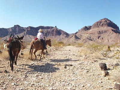 Courtesy AWC/Sam Frank<br>
The Backcountry Horsemen of Central Arizona helped the Arizona Wilderness Coalition haul hundreds of pounds of supplies into the Warm Springs Wilderness in western Arizona in 2009 so they could repair fencing that prevented damage to springs by wild burros.
