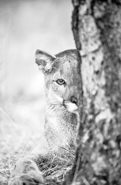 Mountain Lion! examines the dramatic rise in large cat sightings in western cities. Photo/Robert Winslow