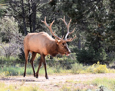 A male bull elk grazes inside the Grand Canyon National Park. This month, mature bull elks are “rutting,” or seeking out female mates. Show caution around this time of elevated dominance among male elk. Submitted Photo