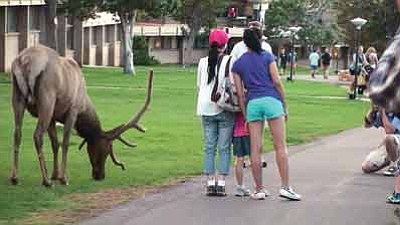 Visitors to Grand Canyon National Park pose for a picture with a bull elk on one of the South Rim lodge lawns. Submitted Photo