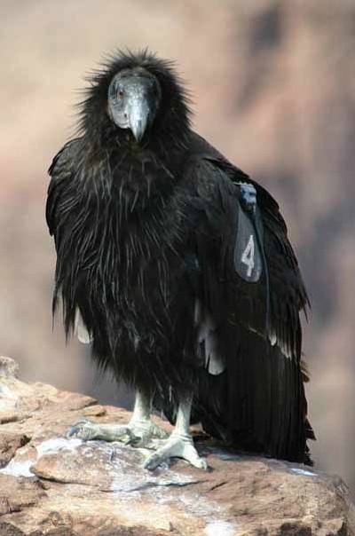 A California condor. Submitted photo.