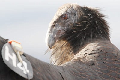 A California condor. Photo/WGCN