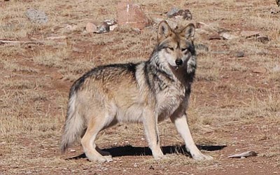 A Mexican gray wolf at the Sevilleta Wolf Management Facility in New Mexico in 2011. Photo/U.S. Fish and Wildlife Service