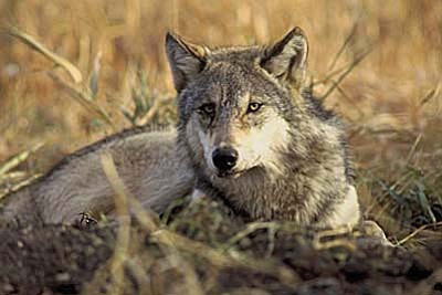 State and federal officials are trying to determine if a gray wolf, spotted several times north of the Grand Canyon was recently shot. Photo/Center for Biological Diversity.