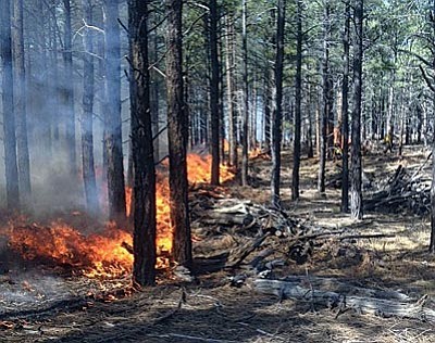 Treatments to the Burnt Corral Vegetation Management Project  includes the southwestern portion of the Kaibab Plateau. File Photo